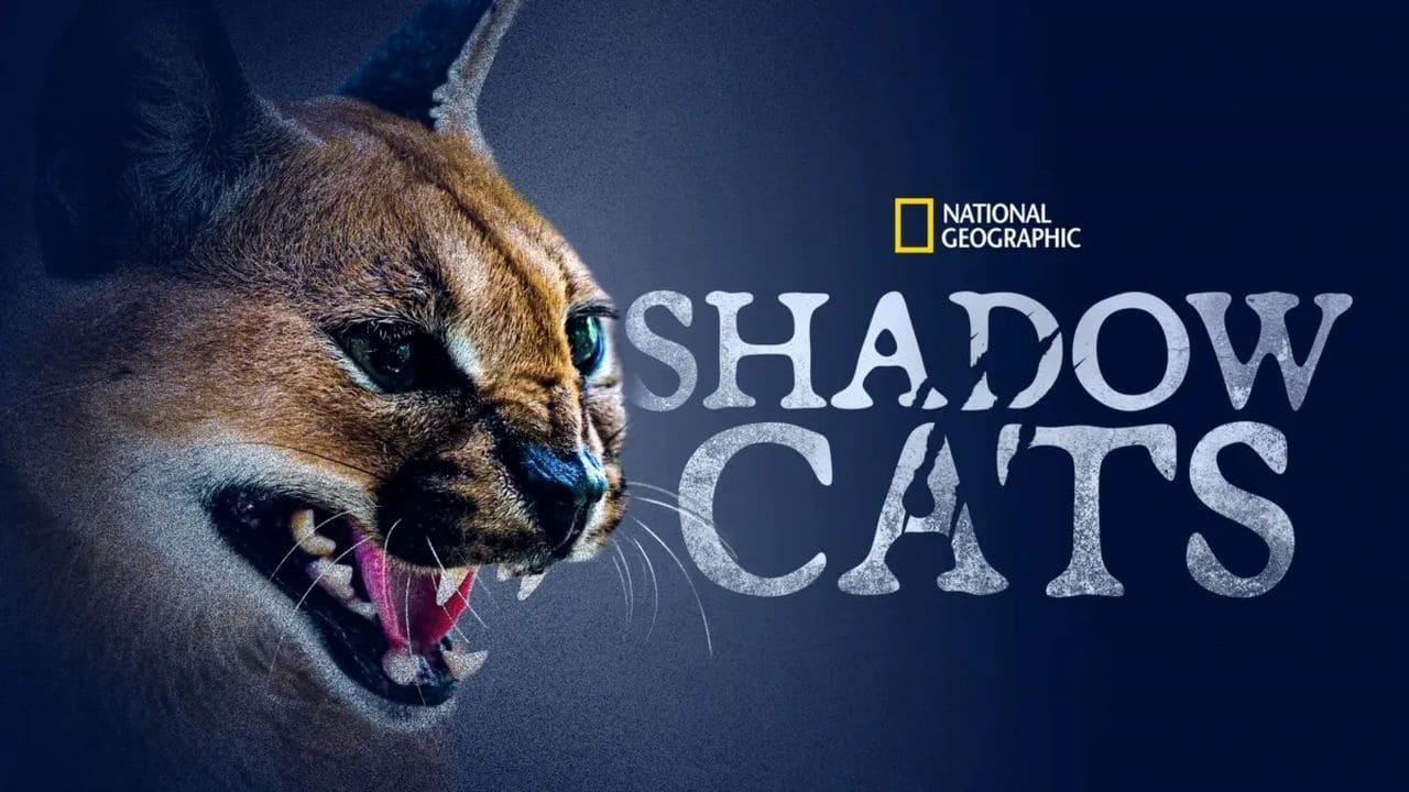 Shadow Cats รีวิวหนัง